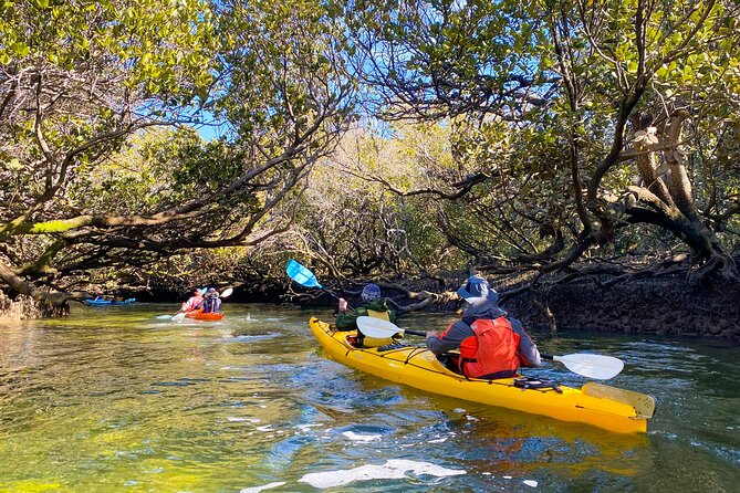 Adelaide Dolphin Sanctuary and Ships Graveyard Kayak Tour - The value of $55.94