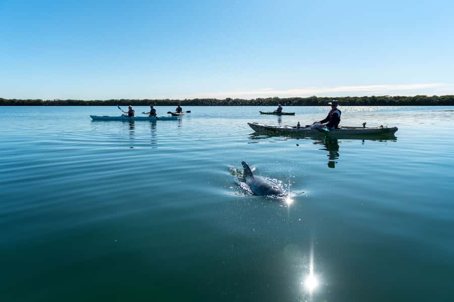 Adelaide: Dolphin Sanctuary Eco Kayaking Tour - Starting at Angas Inlet Boat Club