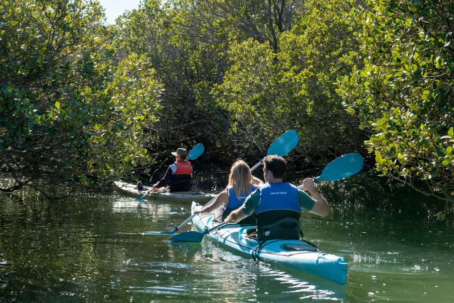 Adelaide: Dolphin Sanctuary Eco Kayaking Tour - Watching dolphins without chasing them