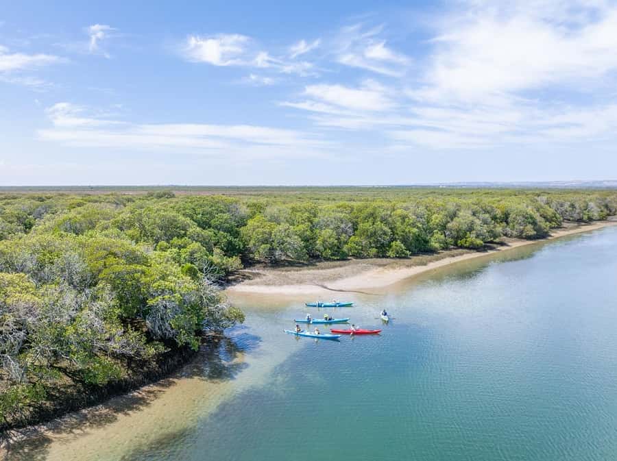 Adelaide: Dolphin Sanctuary Mangroves Kayak Tour - Key points to know before you paddle