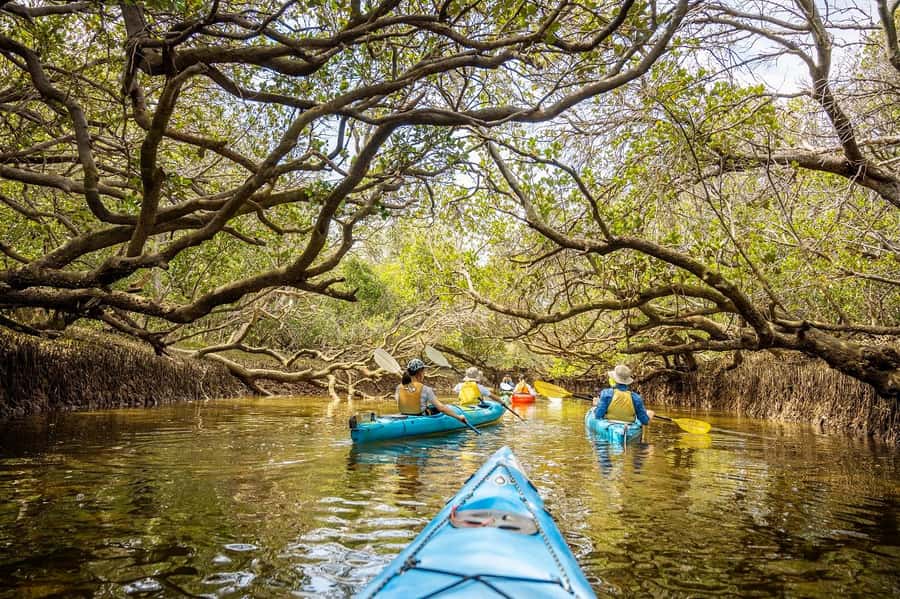 Adelaide: Dolphin Sanctuary Mangroves Kayak Tour - Why Adelaide’s mangrove sanctuary is worth your time