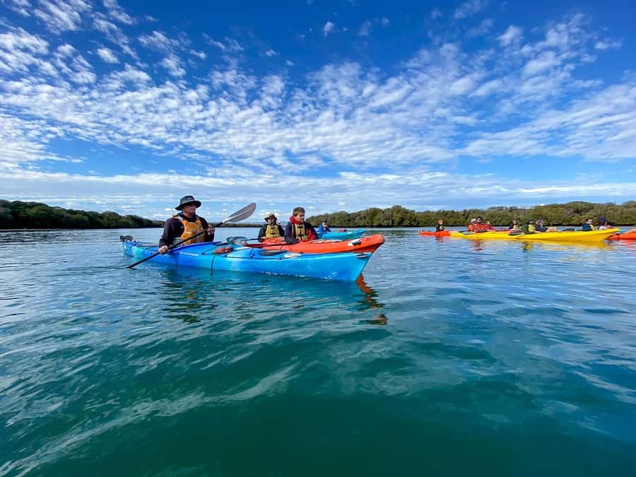 Adelaide: Dolphin Sanctuary Mangroves Kayak Tour - The first paddle through sheltered creeks