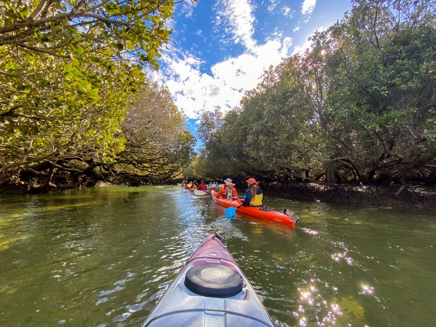 Adelaide: Dolphin Sanctuary Mangroves Kayak Tour - Looking for Port River Dolphins