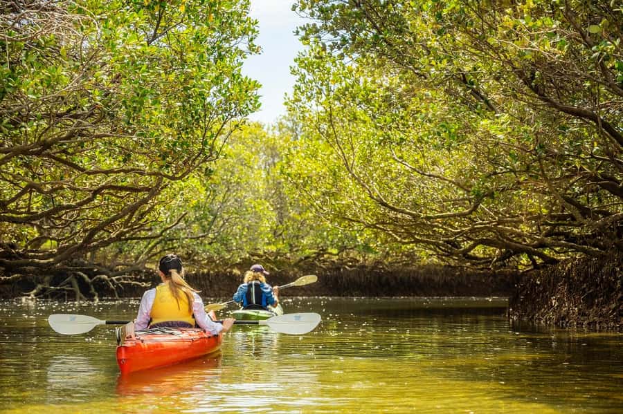 Adelaide: Dolphin Sanctuary Mangroves Kayak Tour - Clothing and practical preparation