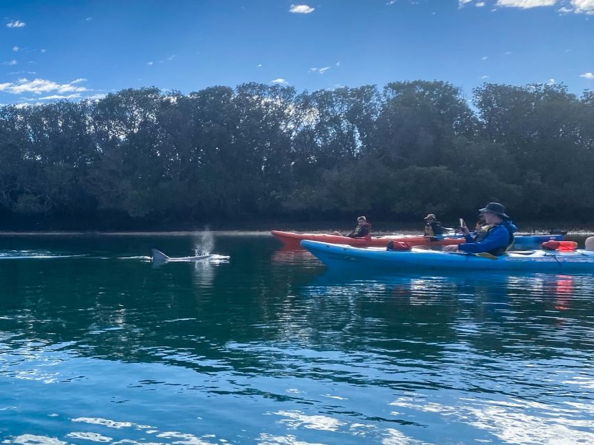 Adelaide: Dolphin Sanctuary Mangroves Kayak Tour - Family suitability and group comfort