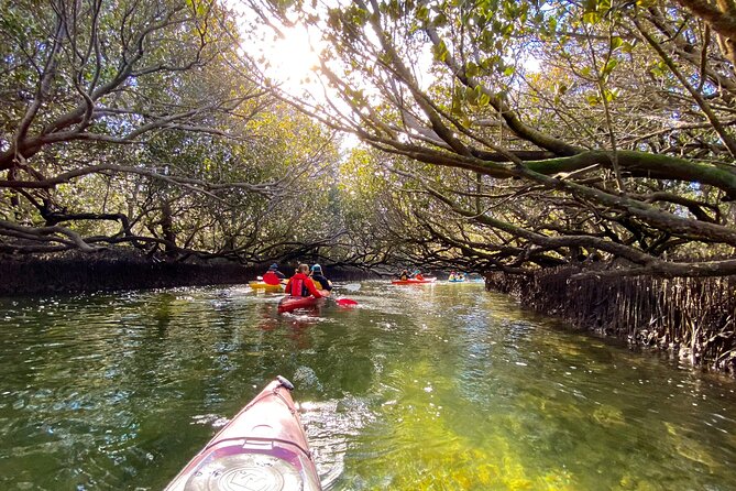 Adelaide Dolphin Sanctuary Mangroves Kayaking Tour - Why the Adelaide Dolphin Sanctuary is worth your time