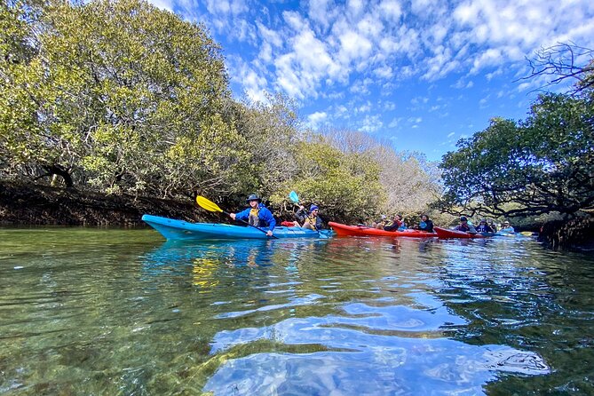 Adelaide Dolphin Sanctuary Mangroves Kayaking Tour - Is $39.45 good value?