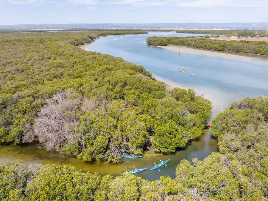 Adelaide: Dolphin Sanctuary Single or Double Kayak Rental - Paddling the Adelaide Dolphin Sanctuary