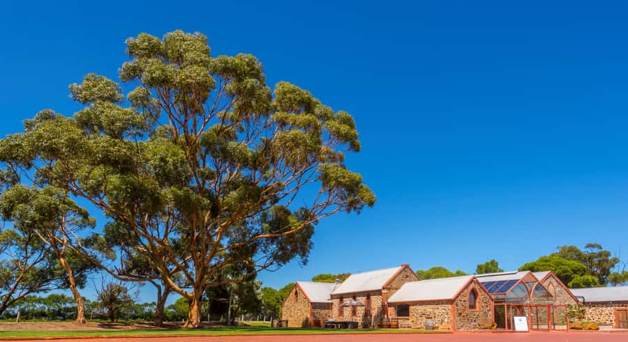 Adelaide: Half-day McLaren Vale & Glenelg Wine Tasting Tour - Haselgrove Wines: the most structured tasting