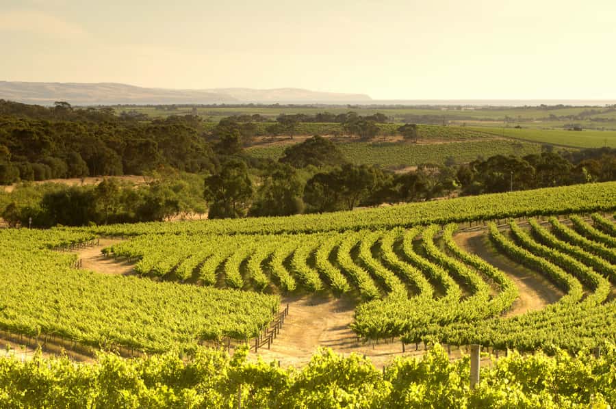 Adelaide: Half-day McLaren Vale & Glenelg Wine Tasting Tour - A five-minute look at the d’Arenberg Cube