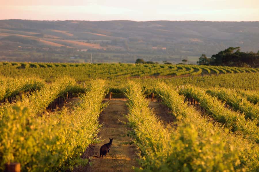 Adelaide: Highlights, Hahndorf & McLaren Vale Wine Tasting - Two unhurried hours in Hahndorf