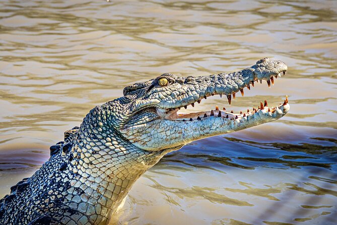 Adelaide River Cruises - Jumping Crocodile Experience - What happens during the one-hour cruise