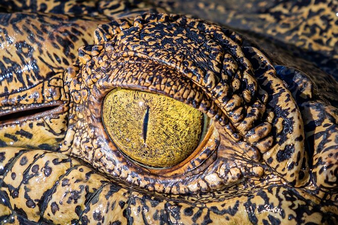 Adelaide River Cruises - Jumping Crocodile Experience - A close view without giving up comfort