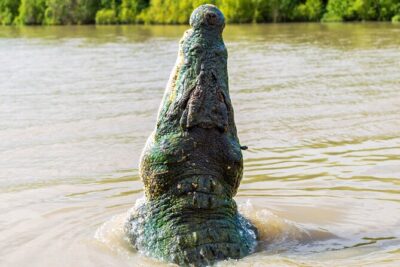 Adelaide River Cruises – Jumping Crocodile Experience