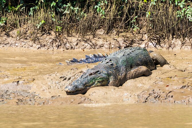 Adelaide River Cruises - Jumping Crocodile Experience - What the feeding means for the experience