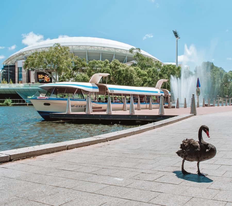Adelaide: River Torrens Popeye Devonshire Tea Cruise - What guides and crew add to the experience