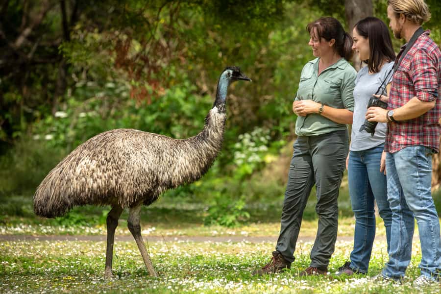 Adelaide to Melbourne: 3-Day Ultimate Overland Journey - Five things to know before you book