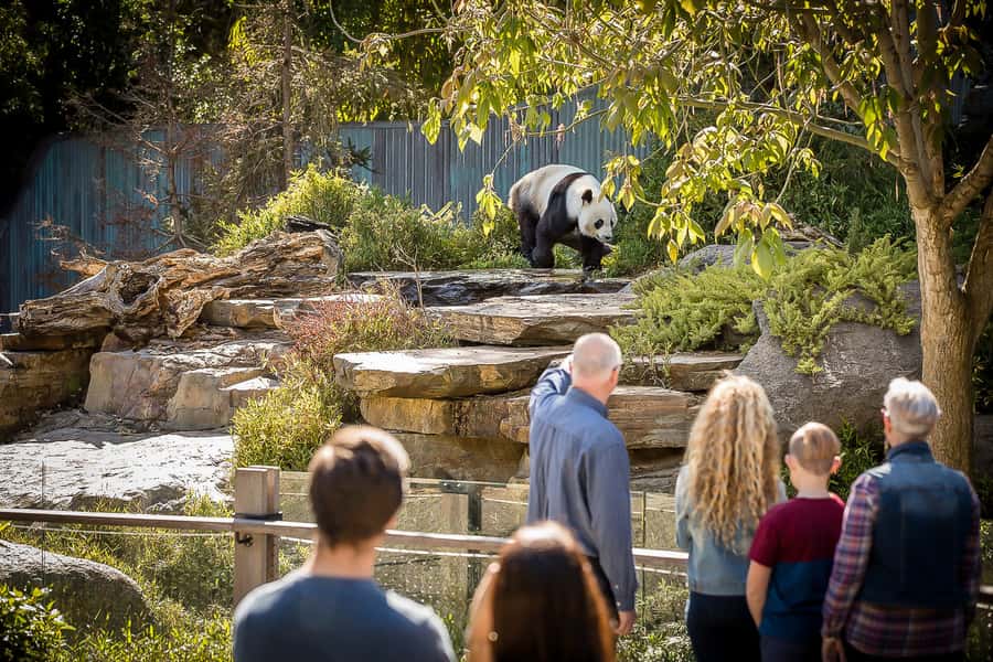 Adelaide Zoo: General Admission Tickets - Why the giant pandas change the visit