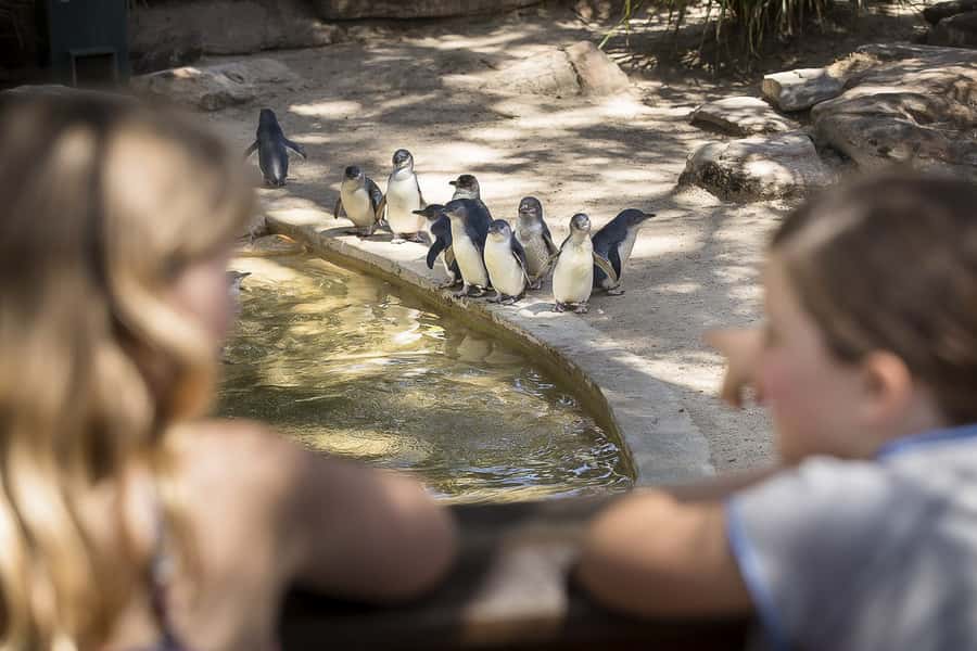 Adelaide Zoo: General Admission Tickets - A practical route for your full day