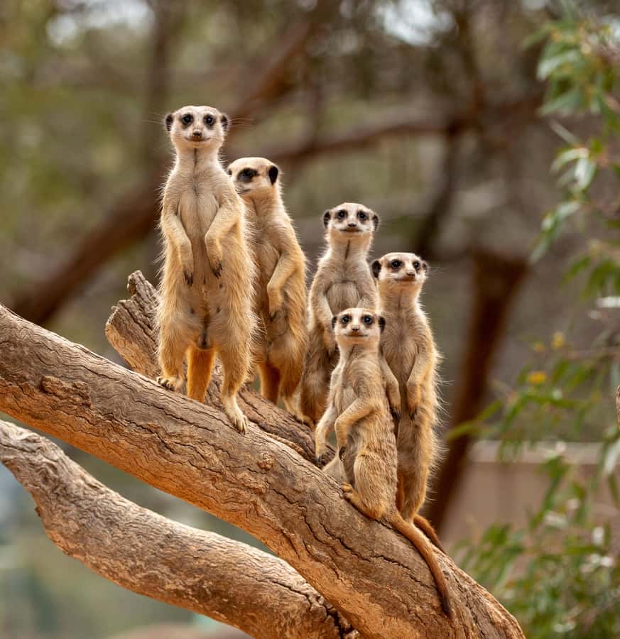 Adelaide Zoo: General Admission Tickets - The Free Flight Bird Show