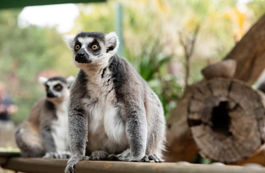 Adelaide Zoo: General Admission Tickets - Add-on animal experiences