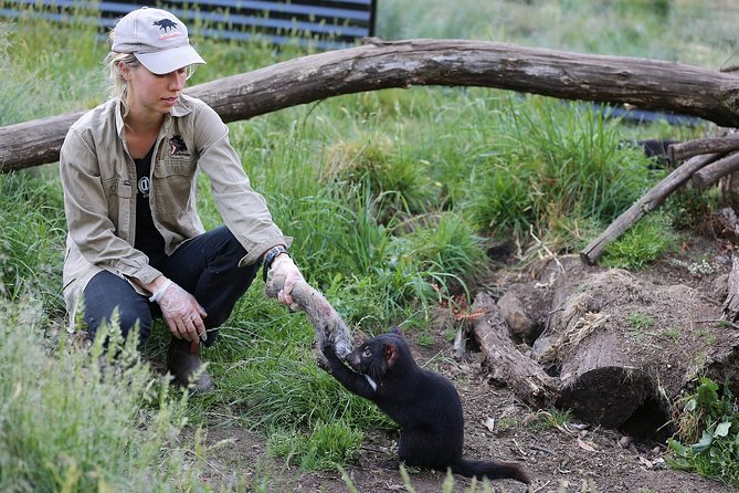 After Dark Tasmanian Devil Feeding Tour at Cradle Mountain - Key points to know before you go