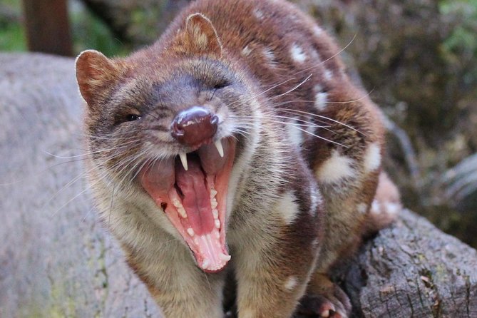 After Dark Tasmanian Devil Feeding Tour at Cradle Mountain - Why the feeding session is the heart of the experience