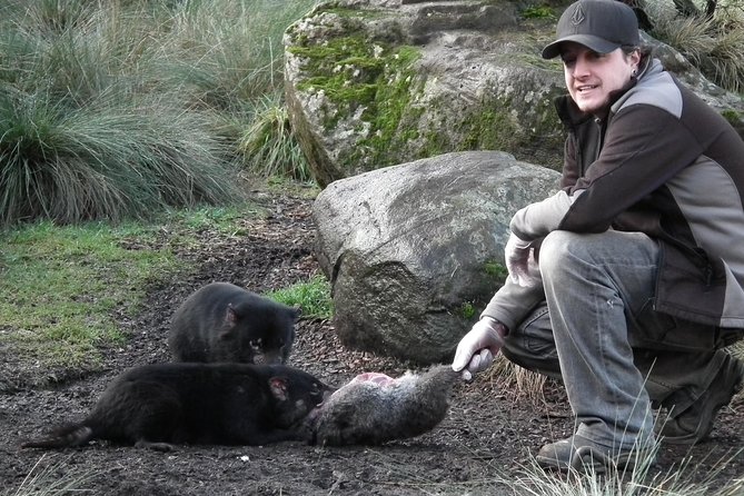 After Dark Tasmanian Devil Feeding Tour at Cradle Mountain - Why arriving 30 to 45 minutes early pays off