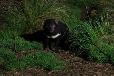 After Dark Tasmanian Devil Feeding Tour at Cradle Mountain