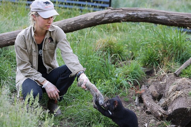 After Dark Tasmanian Devil Feeding Tour at Cradle Mountain - Devils, quolls, and the conservation story