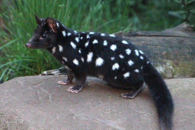 After Dark Tasmanian Devil Feeding Tour at Cradle Mountain - Price, timing, and overall value