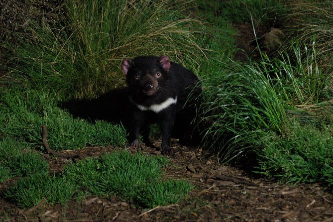 After Dark Tasmanian Devil Feeding Tour at Cradle Mountain - A guided walk through Devils@Cradle