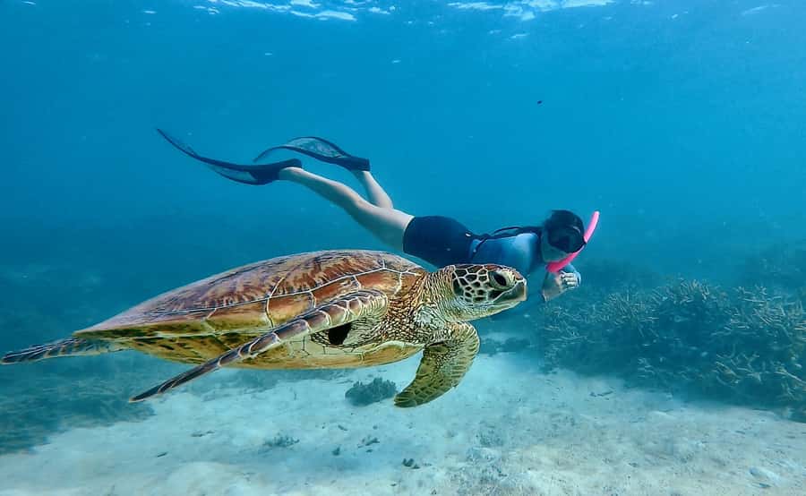 Agnes/1770: Southern Great Barrier Reef Snorkelling Day Trip - Key points at a glance