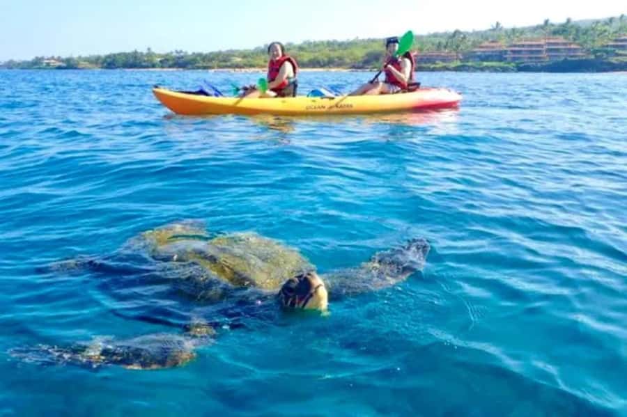 Airlie Beach: Half Day Turtle Tour Sea Kayaking Adventure - Key points at a glance