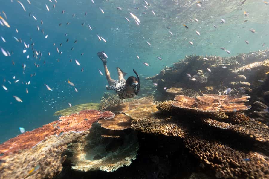 Airlie Beach: Outer Great Barrier Reef Snorkeling Day Trip - Key points at a glance