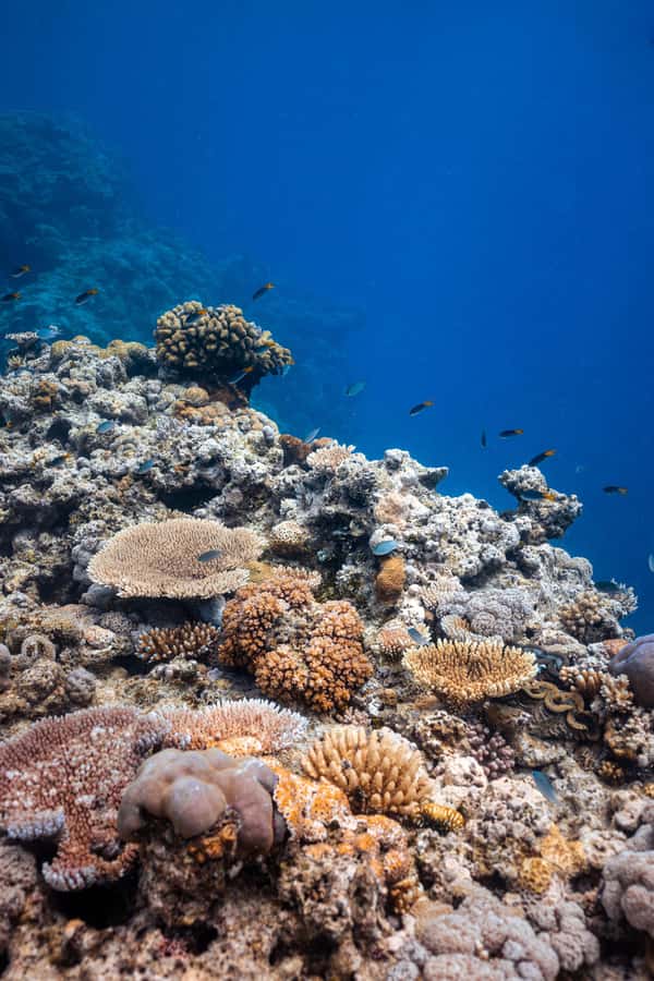 Airlie Beach: Outer Great Barrier Reef Snorkeling Day Trip - Who should book this reef day?