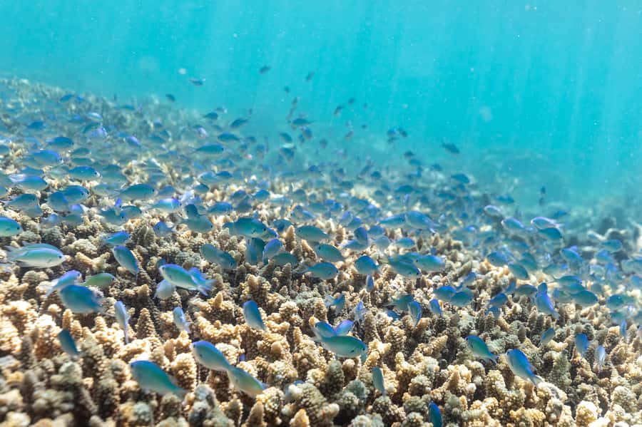 Airlie Beach: Outer Great Barrier Reef Snorkeling Day Trip - The catamaran ride and Whitsunday views