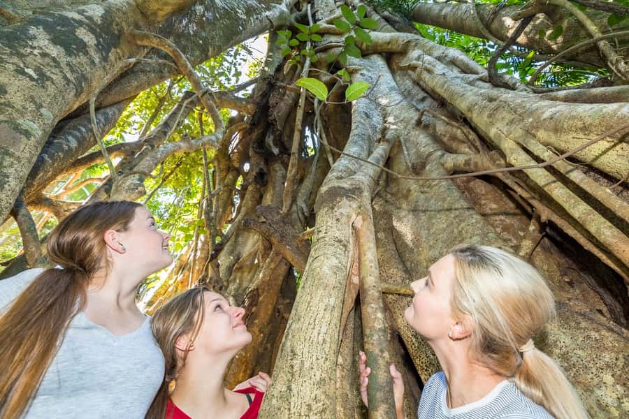 Airlie Beach: Segway Rainforest Discovery Tour - Key points to know