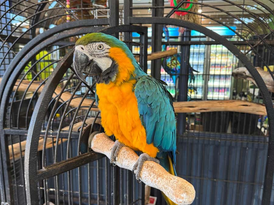 Airlie Beach: The Airlie Hopper Sightseeing Bus - Key points