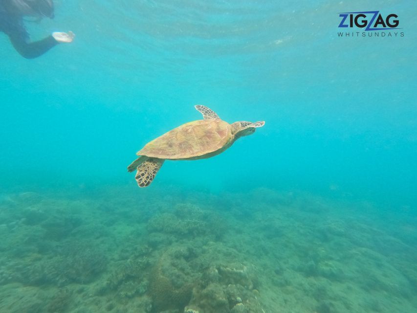 Airlie Beach: Whitehaven Beach Day Tour with Snorkel Option - Is $162 good value for a full day?