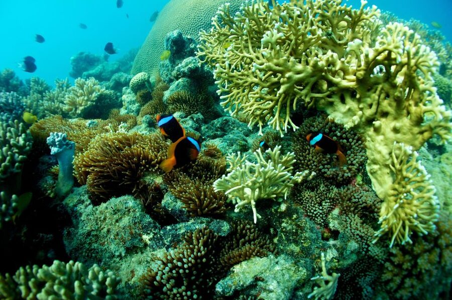 Airlie Beach: Whitsunday Islands Sailing, SUP & Snorkel Tour - The return sail through the Whitsunday Passage