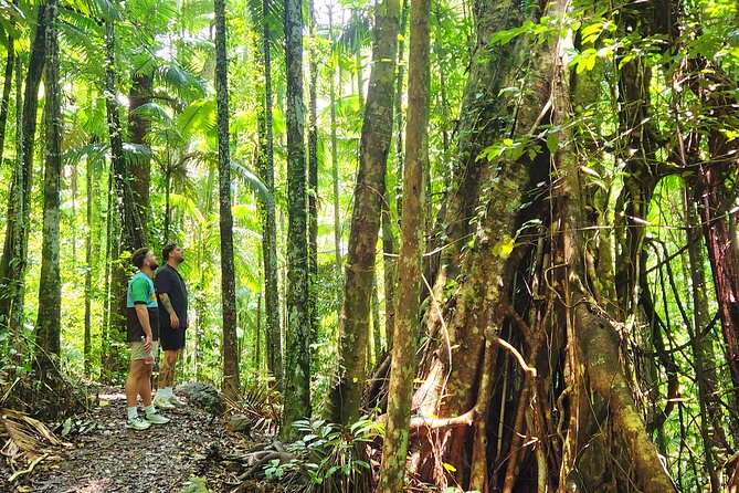Airlie Waterfalls & Rainforest Bushwalk Eco Adventure - Starting at Airlie Beach Lagoon at 8:30 a.m.