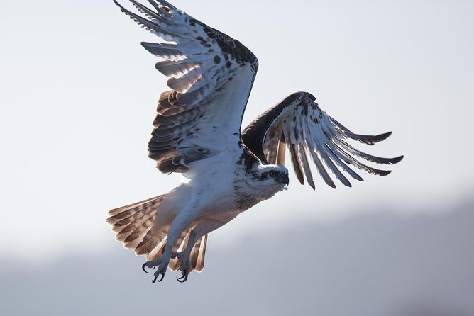 Albany Wildlife and Scenic Cruise - Green Island, pelicans, and Albany’s older story