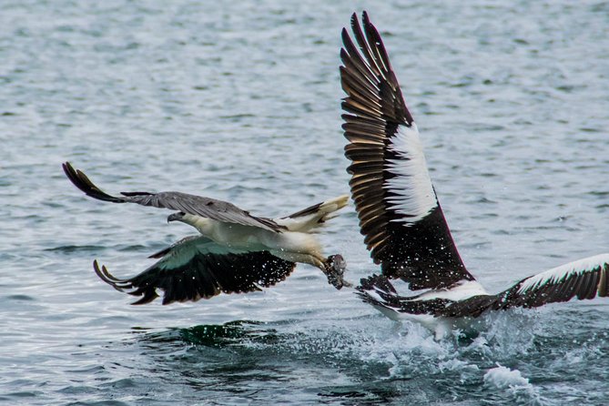 Albany Wildlife and Scenic Cruise - Why the guide matters so much
