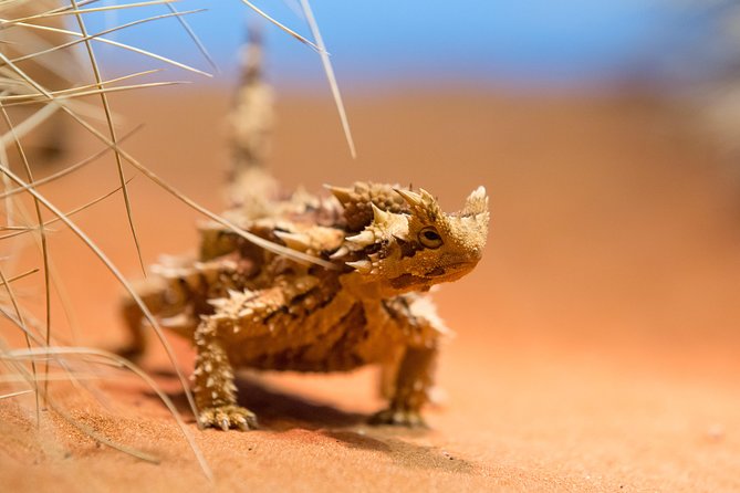 Alice Springs Desert Park General Entry Ticket - Time, walking, food, and the $16 value
