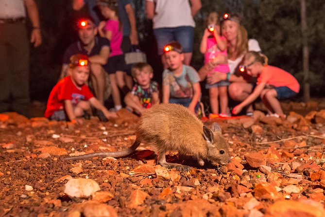 Alice Springs Desert Park Nocturnal Tour - Key points at a glance