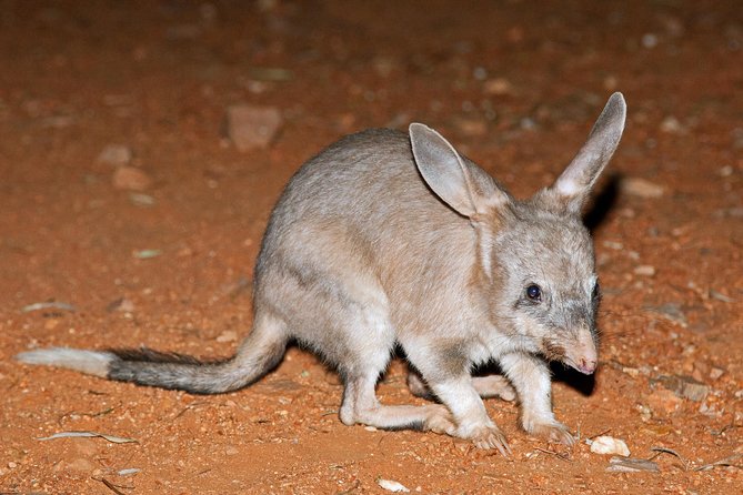 Alice Springs Desert Park Nocturnal Tour - Mala, bilbies, and echidnas after sunset
