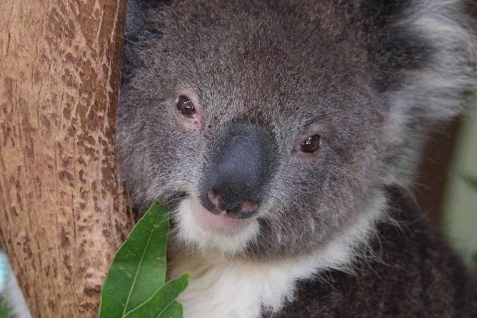 All Inclusive Blue Mountain,Scenic World,Lunch,Koalas,ferry - Returning by Parramatta River ferry