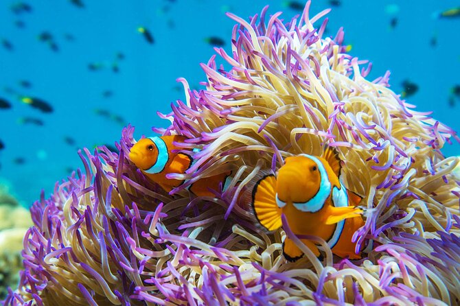 All Inclusive Day Tour to Frankland Islands Great Barrier Reef - Kayaks, paddleboards, and time to do nothing