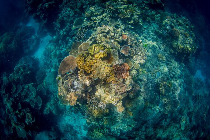 All Inclusive Great Barrier Reef Cruise w optional Scuba Diving - Barbecue lunch and the move to the second site